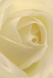 This image sweeps you into the heart of a cream-white rose, as if cradled within its petals on a peaceful Acton morning. The spiral of each petal invites exploration, their feather-light texture suggesting the gentleness of fresh dew along the green spaces of Acton Central. Shadows softly trace the ivory curves, casting subtle drama and enhancing the sense of depth and comfort. The atmosphere is profoundly peaceful-the sort that accompanies thoughtful gestures, milestones, or beginnings. As a florist rooted in Acton's vibrant community, I find this rose embodies reverence and sincerity, making it ideal for expressions of sympathy, admiration, or hope. Its understated fragrance floats delicately, invoking both memory and promise. This close perspective captures not just the flower, but the artistry and genuine care poured into every arrangement for special moments throughout Acton.